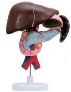 十二指腸、胰、脾解剖模型
