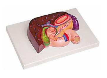 肝、胰、脾、十二指腸、胃模型